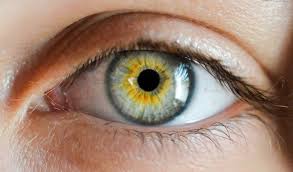 Anatomie de l'oeil et annexes